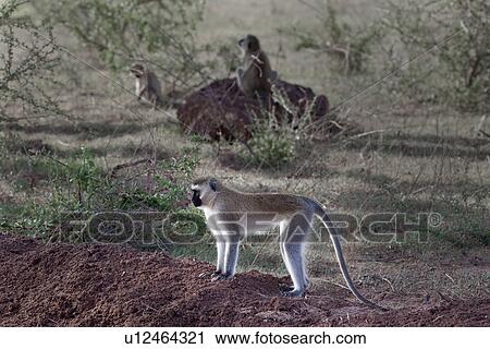 Stock Image - action, African, Vervet Monkey, Kenya, Amboseli, activity, Africa. Fotosearch