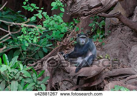 action, Blue monkey, Tanzania, Manyara, Central, activity, Africa View Large Photo Image Stock Photo - action, Blue monkey, Tanzania, Manyara, Central, activity, Africa. Fotosearch