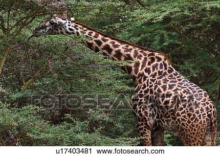Stock Image - action, Central, acacia, Tanzania, Manyara, activity, Africa. Fotosearch