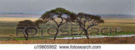 Stock Image - action, Central, acacia, Tarangire, Tanzania, activity, Africa. Fotosearch