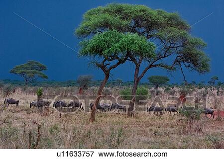 action, Central, acacia, Tarangire, Tanzania, activity, Africa View Large Photo Image Stock Photo - action, Central, acacia, Tarangire, Tanzania, activity, Africa. Fotosearch