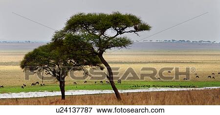 action, Central, acacia, Tarangire, Tanzania, activity, Africa View Large Photo Image Stock Photo - action, Central, acacia, Tarangire, Tanzania, activity, Africa. Fotosearch