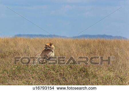 action, Central, Tanzania, Serengeti, National Park, activity, Africa View Large Photo Image Picture - action, Central, Tanzania, Serengeti, National Park, activity, Africa. Fotosearch