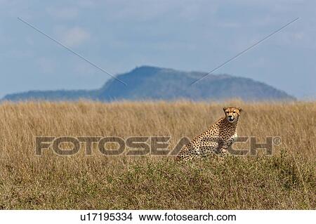 Picture - action, Central, Tanzania, Serengeti, National Park, activity, Africa. Fotosearch