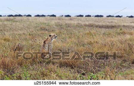 action, Central, Tanzania, Serengeti, National Park, activity, Africa View Large Photo Image Picture - action, Central, Tanzania, Serengeti, National Park, activity, Africa. Fotosearch