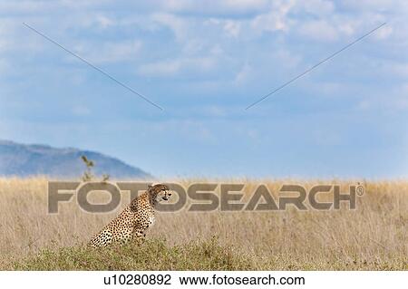 Stock Image - action, Central, Tanzania, Serengeti, National Park, activity, Africa. Fotosearch