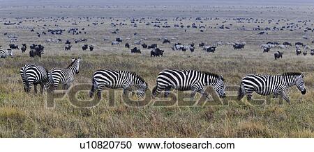 action, Central, Tanzania, Serengeti, National Park, activity, Africa View Large Photo Image Stock Image - action, Central, Tanzania, Serengeti, National Park, activity, Africa. Fotosearch