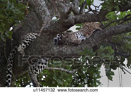 action, Central, Tanzania, Serengeti, National Park, activity, Africa View Large Photo Image Stock Image - action, Central, Tanzania, Serengeti, National Park, activity, Africa. Fotosearch