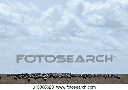 action, Central, Tanzania, Serengeti, National Park, activity, Africa View Large Photo Image Stock Image - action, Central, Tanzania, Serengeti, National Park, activity, Africa. Fotosearch