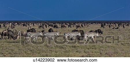 Stock Image - action, Central, Tanzania, Serengeti, National Park, activity, Africa. Fotosearch