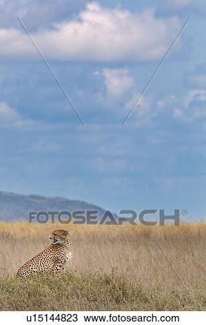 action, Central, Tanzania, Serengeti, National Park, activity, Africa View Large Photo Image Stock Image - action, Central, Tanzania, Serengeti, National Park, activity, Africa. Fotosearch