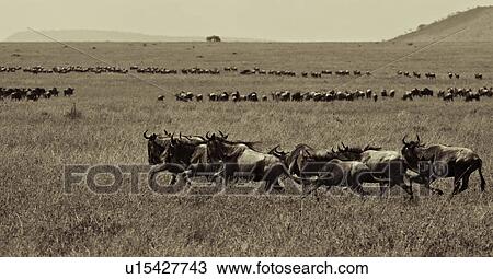 action, Central, Tanzania, Serengeti, National Park, activity, Africa View Large Photo Image Stock Image - action, Central, Tanzania, Serengeti, National Park, activity, Africa. Fotosearch