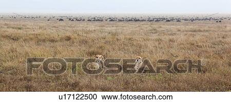 action, Central, Tanzania, Serengeti, National Park, activity, Africa View Large Photo Image Stock Image - action, Central, Tanzania, Serengeti, National Park, activity, Africa. Fotosearch