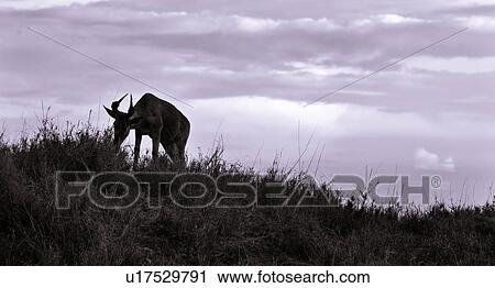 action, Central, Tanzania, Serengeti, National Park, activity, Africa View Large Photo Image Stock Image - action, Central, Tanzania, Serengeti, National Park, activity, Africa. Fotosearch