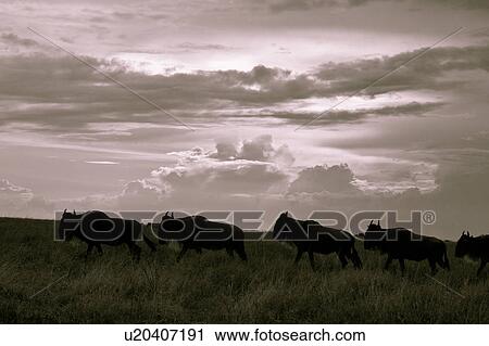Stock Image - action, Central, Tanzania, Serengeti, National Park, activity, Africa. Fotosearch