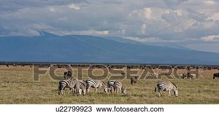 Stock Image - action, Central, Tanzania, Serengeti, National Park, activity, Africa. Fotosearch