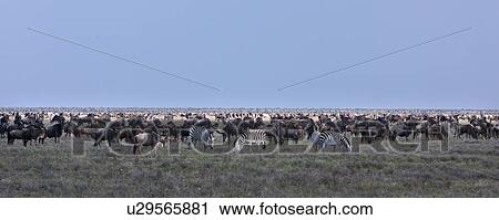 action, Central, Tanzania, Serengeti, National Park, activity, Africa View Large Photo Image Stock Image - action, Central, Tanzania, Serengeti, National Park, activity, Africa. Fotosearch
