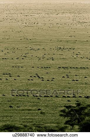 action, Central, Tanzania, Serengeti, National Park, activity, Africa View Large Photo Image Stock Image - action, Central, Tanzania, Serengeti, National Park, activity, Africa. Fotosearch