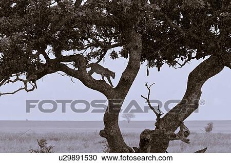 action, Central, Tanzania, Serengeti, National Park, activity, Africa View Large Photo Image Stock Image - action, Central, Tanzania, Serengeti, National Park, activity, Africa. Fotosearch