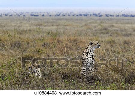 action, Central, Tanzania, Serengeti, National Park, activity, Africa View Large Photo Image Stock Photo - action, Central, Tanzania, Serengeti, National Park, activity, Africa. Fotosearch