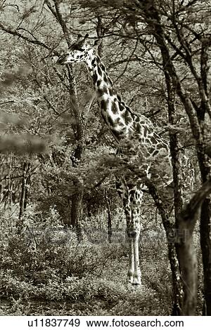 Stock Photo - action, Central, Tanzania, Serengeti, National Park, activity, Africa. Fotosearch