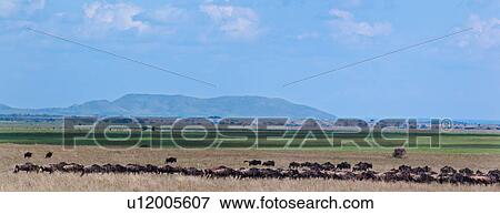 action, Central, Tanzania, Serengeti, National Park, activity, Africa View Large Photo Image Stock Photo - action, Central, Tanzania, Serengeti, National Park, activity, Africa. Fotosearch