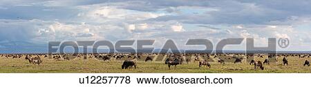 Stock Photo - action, Central, Tanzania, Serengeti, National Park, activity, Africa. Fotosearch