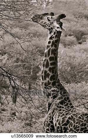 Stock Photo - action, Central, Tanzania, Serengeti, National Park, activity, Africa. Fotosearch