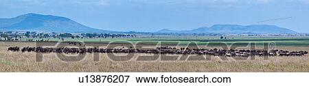 action, Central, Tanzania, Serengeti, National Park, activity, Africa View Large Photo Image Stock Photo - action, Central, Tanzania, Serengeti, National Park, activity, Africa. Fotosearch