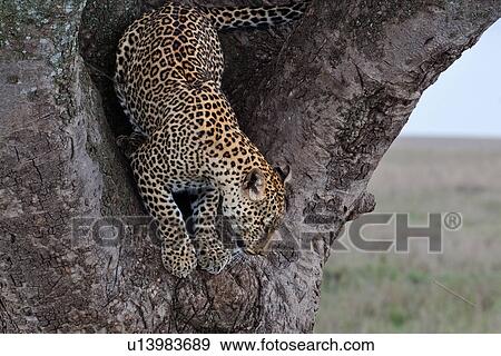 action, Central, Tanzania, Serengeti, National Park, activity, Africa View Large Photo Image Stock Photo - action, Central, Tanzania, Serengeti, National Park, activity, Africa. Fotosearch