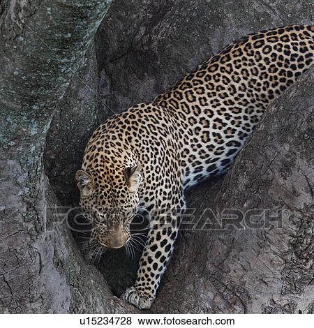 action, Central, Tanzania, Serengeti, National Park, activity, Africa View Large Photo Image Stock Photo - action, Central, Tanzania, Serengeti, National Park, activity, Africa. Fotosearch