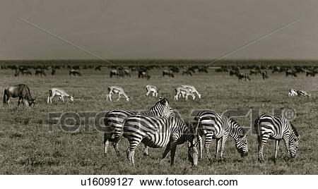 Stock Photo - action, Central, Tanzania, Serengeti, National Park, activity, Africa. Fotosearch