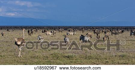 Stock Photo - action, Central, Tanzania, Serengeti, National Park, activity, Africa. Fotosearch