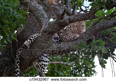Stock Photo - action, Central, Tanzania, Serengeti, National Park, activity, Africa. Fotosearch