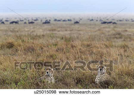 action, Central, Tanzania, Serengeti, National Park, activity, Africa View Large Photo Image Stock Photo - action, Central, Tanzania, Serengeti, National Park, activity, Africa. Fotosearch