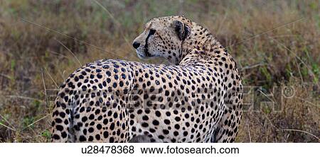 action, Central, Tanzania, Serengeti, National Park, activity, Africa View Large Photo Image Stock Photo - action, Central, Tanzania, Serengeti, National Park, activity, Africa. Fotosearch