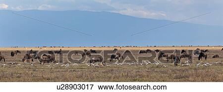 action, Central, Tanzania, Serengeti, National Park, activity, Africa View Large Photo Image Stock Photo - action, Central, Tanzania, Serengeti, National Park, activity, Africa. Fotosearch