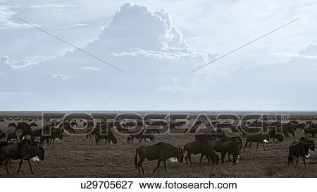 action, Central, Tanzania, Serengeti, National Park, activity, Africa View Large Photo Image Stock Photo - action, Central, Tanzania, Serengeti, National Park, activity, Africa. Fotosearch