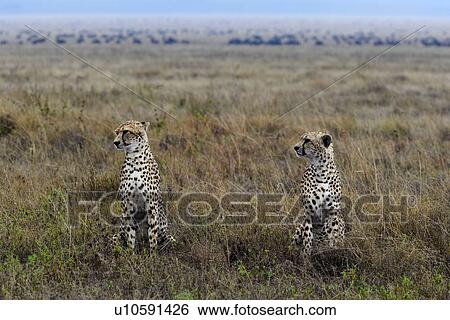 action, Central, Tanzania, Serengeti, National Park, activity, Africa View Large Photo Image Stock Photograph - action, Central, Tanzania, Serengeti, National Park, activity, Africa. Fotosearch