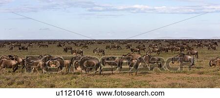 action, Central, Tanzania, Serengeti, National Park, activity, Africa View Large Photo Image Stock Photograph - action, Central, Tanzania, Serengeti, National Park, activity, Africa. Fotosearch