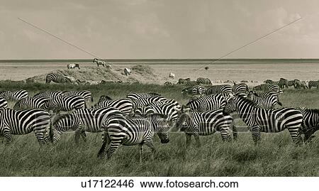 action, Central, Tanzania, Serengeti, National Park, activity, Africa View Large Photo Image Stock Photograph - action, Central, Tanzania, Serengeti, National Park, activity, Africa. Fotosearch