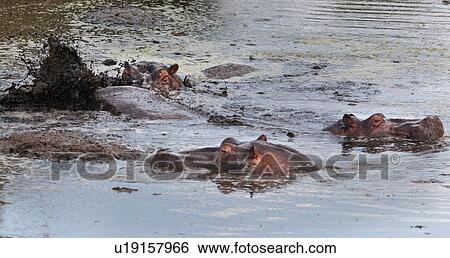 action, Central, Tanzania, Serengeti, National Park, activity, Africa View Large Photo Image Stock Photograph - action, Central, Tanzania, Serengeti, National Park, activity, Africa. Fotosearch