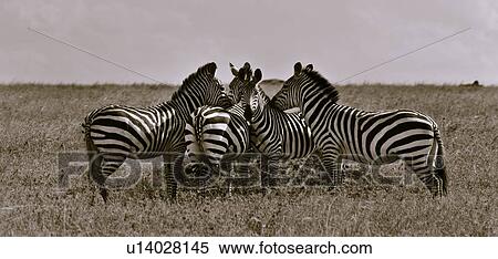 Stock Photography - action, Central, Tanzania, Serengeti, National Park, activity, Africa. Fotosearch