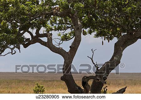 action, Central, Tanzania, Serengeti, National Park, activity, Africa View Large Photo Image Stock Photography - action, Central, Tanzania, Serengeti, National Park, activity, Africa. Fotosearch
