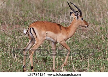 Picture - action, Central, Tarangire, Tanzania, Grant's Gazelle, activity, Africa. Fotosearch
