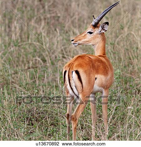 Stock Image - action, Central, Tarangire, Tanzania, Grant's Gazelle, activity, Africa. Fotosearch