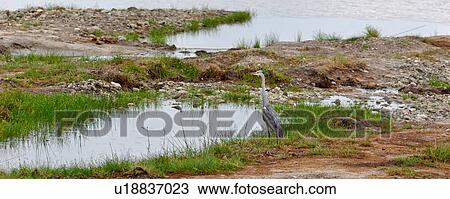 Stock Image - action, Central, Tarangire, Tanzania, Goliath Heron, activity, Africa. Fotosearch