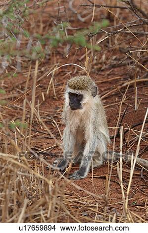 Picture - action, Central, Vervet Monkey, Tarangire, Tanzania, activity, Africa. Fotosearch