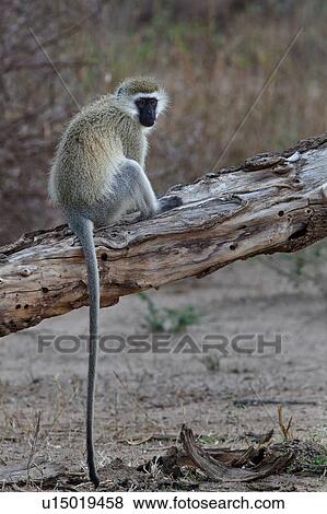 action, Central, Vervet Monkey, Tarangire, Tanzania, activity, Africa View Large Photo Image Stock Photo - action, Central, Vervet Monkey, Tarangire, Tanzania, activity, Africa. Fotosearch