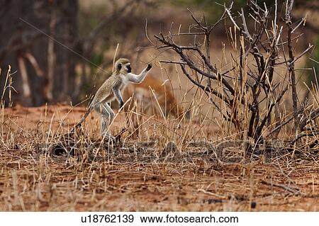 Stock Photo - action, Central, Vervet Monkey, Tarangire, Tanzania, activity, Africa. Fotosearch
